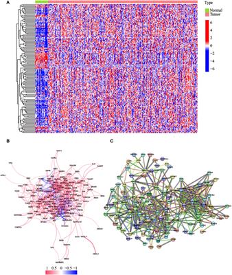 Development of a novel autophagy-related gene model for gastric cancer prognostic prediction